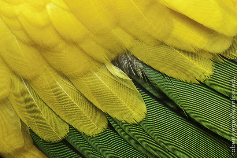 macaw feathers